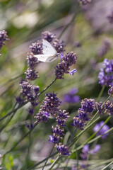 Lavander (lavandula angustifolia)background with white butterfly on flower. 