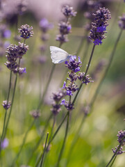 A butterfly on lavender flowers. Lavender is a honey plant. Beautiful lavender flower close up. Summer floral background; nature landscape Abstract background.