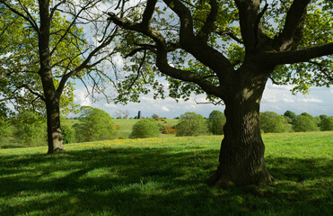 Obraz premium Green pasture with oak and other trees and scattered buttercups in bloom. Beverley, UK.