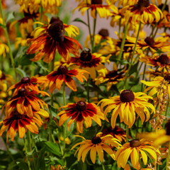 Rudbeckia flowers blooming in autumn. Big orange and yellow daisies Rudbeckia in garden