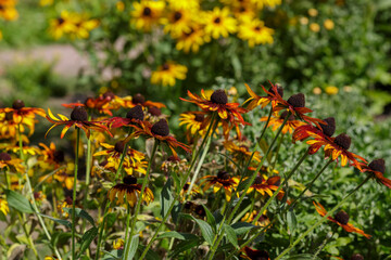 Rudbeckia flowers blooming in autumn. Big orange and yellow daisies Rudbeckia in garden