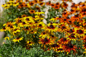Rudbeckia flowers blooming in autumn. Big orange and yellow daisies Rudbeckia in garden