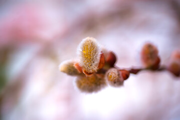 Close-up of a branch of a tree with opening buds on a blurred background with bokeh. Spring time