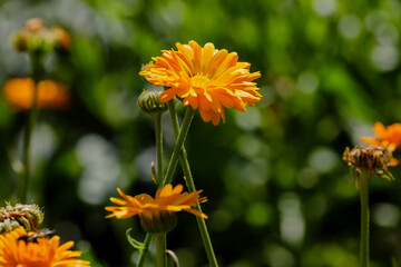 Orange flower of calendula in garden. Calendula is medicinal plant.