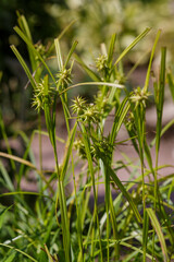 Carex grayi known as Gray's sedge in garden. Decorative grasses and cereals in landscape design