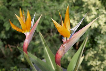 Strelitzia bird of paradise flowers
