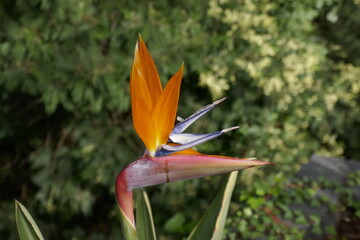 Strelitzia bird of paradise flowers