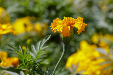 Marigold (lat. Tagetes) in garden close up. Yellow flower of tagetes in natural background