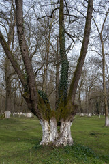 mossy tree trunk after a rainy
