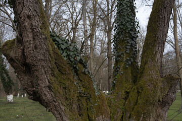 mossy tree trunk after a rainy