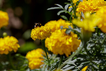 Yellow flower of Marigold (lat.tagetes) in flower bed