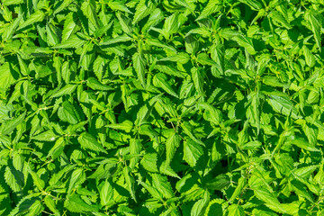 Green nettle leaves texture close up.