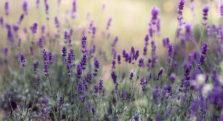 Background of Lavandula angustifolia or Lavandula, or lavender pigweed , or lavender spikelet _8.jpg, Background of Lavandula angustifolia or Lavandula, or lavender pigweed , or lavender spikelet