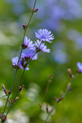 Common chicory ( lat. Cichorium intybus ) in natural background. Blue flowers of chicory in green grass