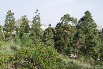 Kiefernwald bei Arucas auf Gran Canaria
