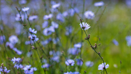 Common chicory ( lat. Cichorium intybus) in natural background
