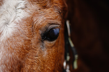 Close up of a horses blue eye, Blue Eyes on Horse. 