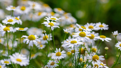 Pharmacy chamomile, or medicinal chamomile, or stripped chamomile in green background