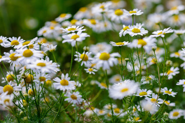 Pharmacy chamomile, or medicinal chamomile, or stripped chamomile