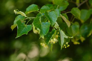 linden blossom in spring season