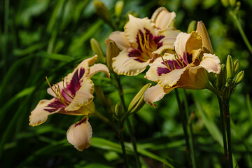 Fototapeta na wymiar Hemerocallis , or day-lily in natural background. Beautiful flower of Hemerocallis close up