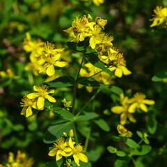 St. John's wort ( lat. Of Hypericum ) in bloom. Hypericum yellow flowers in garden. St. John's wort is a medicinal plant used in folk medicine