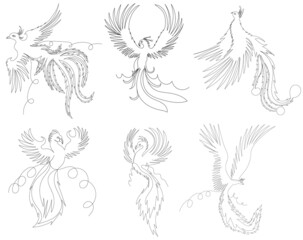 Phoenix bird set one line drawing, outline, vector
