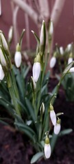 Obraz premium snowdrops in the snow