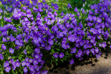 Blossoming Campanula carpatica in garden. Beautiful blue flowers of the Campanula carpatica on natural background