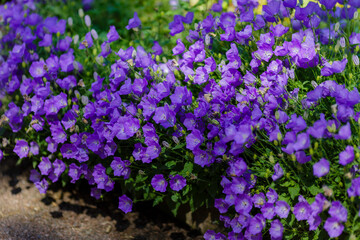 Naklejka premium Beautiful blue flowers of the Campanula carpatica in garden