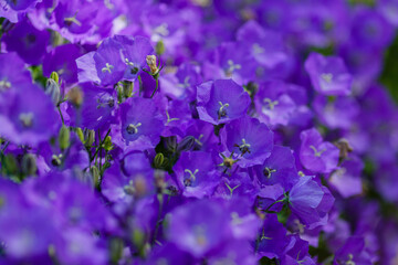 Obraz na płótnie Canvas Campanula carpatica in garden. Beautiful blue flowers of the Campanula carpatica background