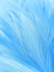 Beautiful abstract blue feathers on white background, white feather texture and blue background, feather wallpaper, blue texture banners, love theme, valentines day , gray gradient