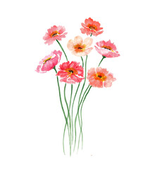 Pink flowers of cosmos and poppies. Delicate bouquet isolated on a white background. Watercolor illustration. For the design of postcards, invitations.