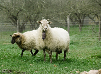 Naklejka na ściany i meble Dos ovejas de raza Latza pastando