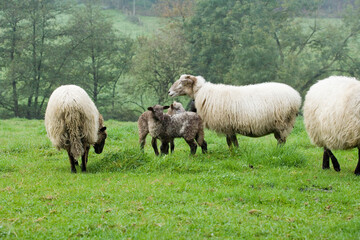 Obraz na płótnie Canvas Familia de ovejas de raza vasca Latza pastando