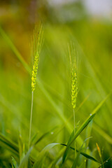 A close-up of the young, green ears of wheat in the farming.