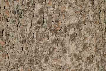 Close up of grey pine bark