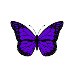 Fototapeta na wymiar Velvet violet butterfly art stock illustration.