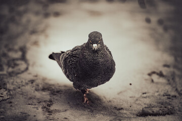 Pigeon walking on snow. Close-up view of a curious dove on winter ground.