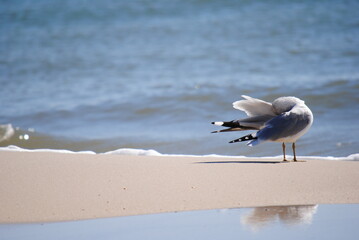 Gull cleaning