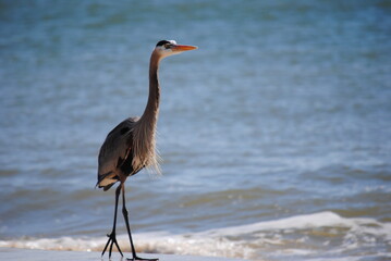 Blue Heron