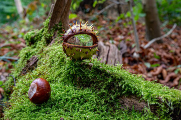 kastanien im herbstwald