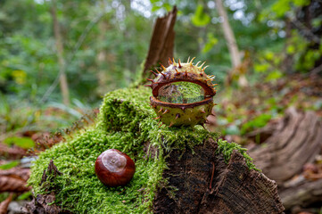 kastanien im herbstwald