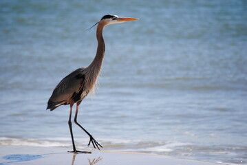 Blue Heron