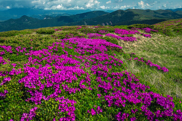 Obraz premium Amazing flowering alpine rhododendron fields on the mountain slopes, Romania