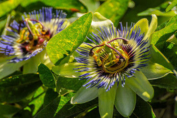 Passiflora is an annual or perennial vine-like plant characterized by large bright flowers.