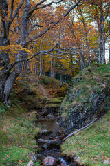un ruisseau de montagne dans une forêt à l'automne.
