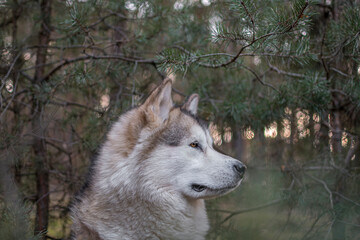 Side portrait of an attentive Malamute girl. Adorable fluffy dog posing in a pine grove in Warsaw, Poland. Selective focus on the details, blurred background.