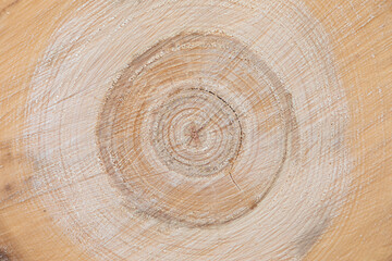 Vivid, bright and colorful texture or background of cut down tree trunk with annual or growth...