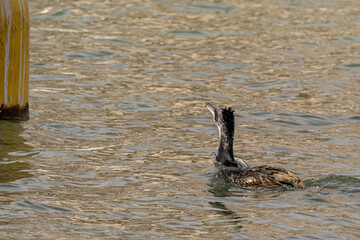 Paris, France - 02 13 2022: Great black cormorant resting on  yellow buoys in Bassin de la Villette 